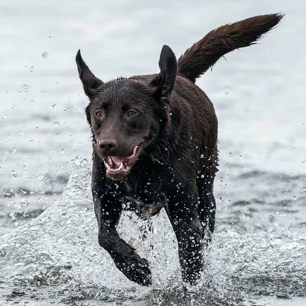 Splish Splash: The Ultimate Guide to Turning Your Pooch into a Water Whiz!