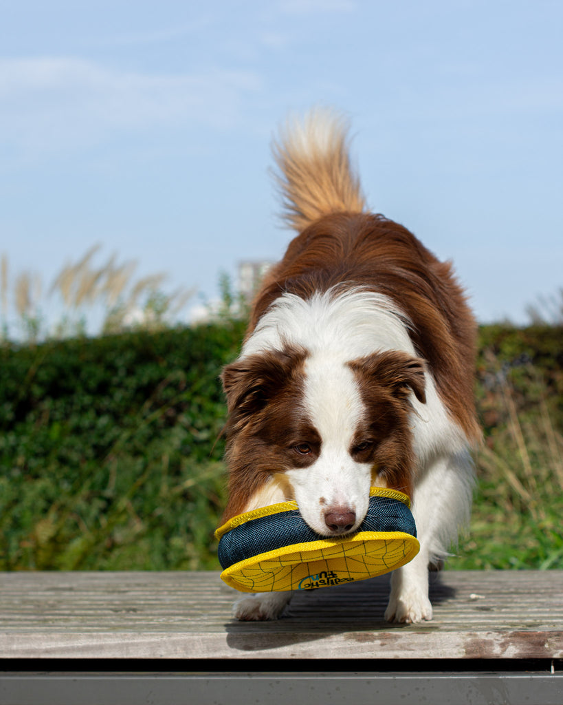 Testing our extremely durable dog toys with Beja, our Aussie