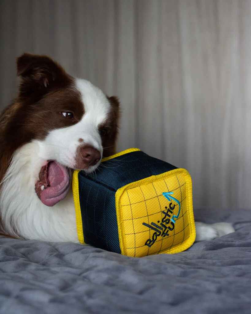 Dog playing with Cube Dog Toy